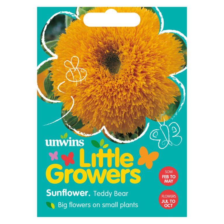 5051618011402 1 Little Growers Sunflower Teddy Bear Seeds.jpg